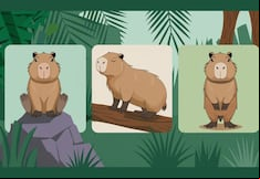 Elige uno de los capibaras en la imagen para conocer qué tipo de personalidad tienes